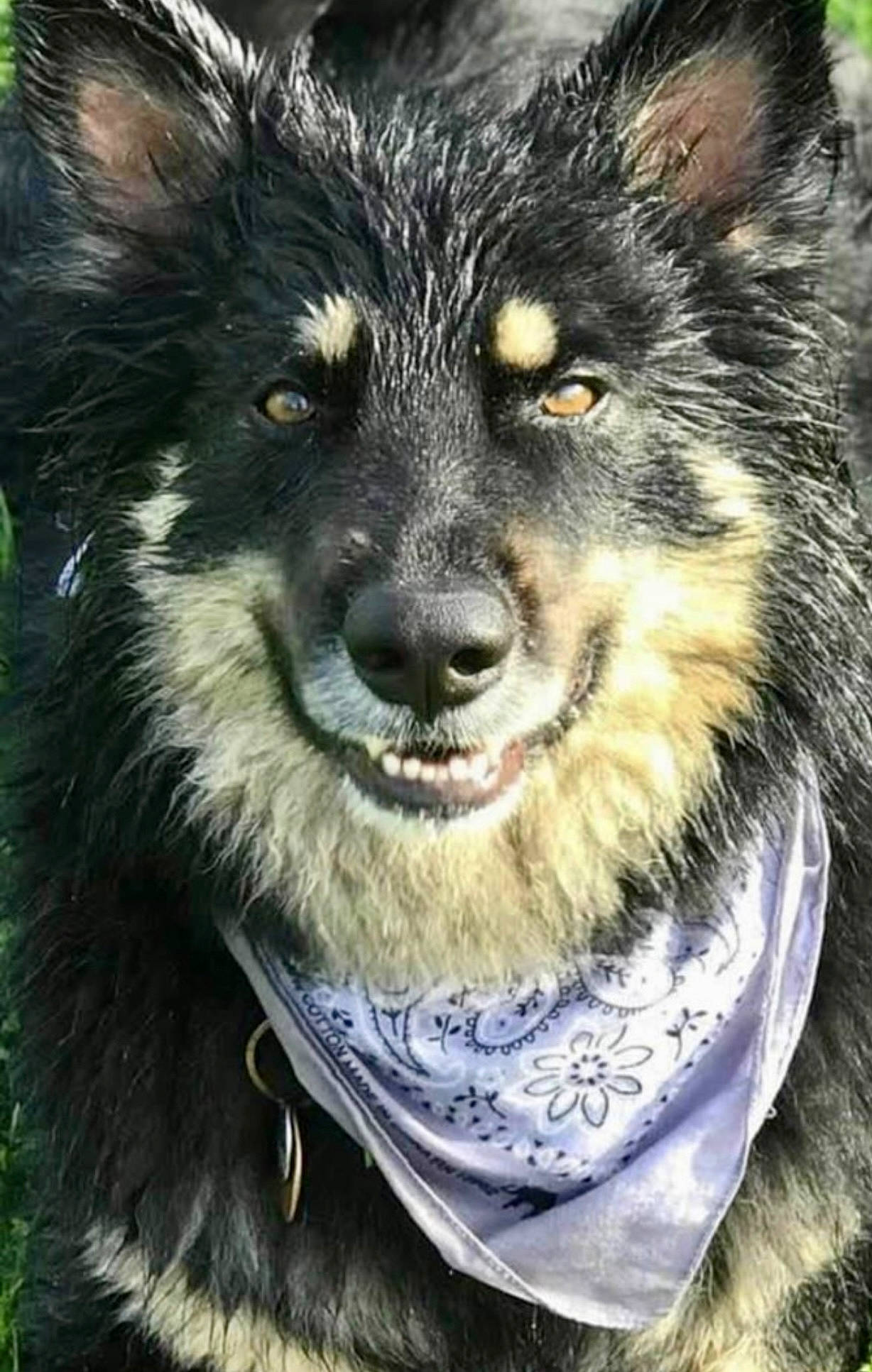 Merlin joined the competition — help win amazing prizes! ancient_dog_breeds, art, canidae, canis, carnivore, companion_dog, dog, dog_breed, fang, fur, iris, photography, snout, sporting_group, terrestrial_animal, whiskers, wildlife, wolf, working_animal, working_dog