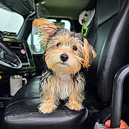 Patches is registered to the contest to win money with this photo: puppy, dog, leather_seat, car_interior, steering_wheel, dashboard, mug, window, ear_flop, fur, pet, animal, cute, small_dog, seatbelt, vehicle, black_seat, front_seat, indoors, looking_at_camera