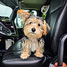 puppy, dog, leather_seat, car_interior, steering_wheel, dashboard, mug, window, ear_flop, fur, pet, animal, cute, small_dog, seatbelt, vehicle, black_seat, front_seat, indoors, looking_at_camera