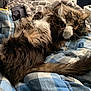 cat, longhaired_cat, fluffy, bed, blanket, plaid, blue, cozy, paw, whiskers, sleeping, indoor, pet, tail, fur, bedding, relaxed, close_up, tabby, home
