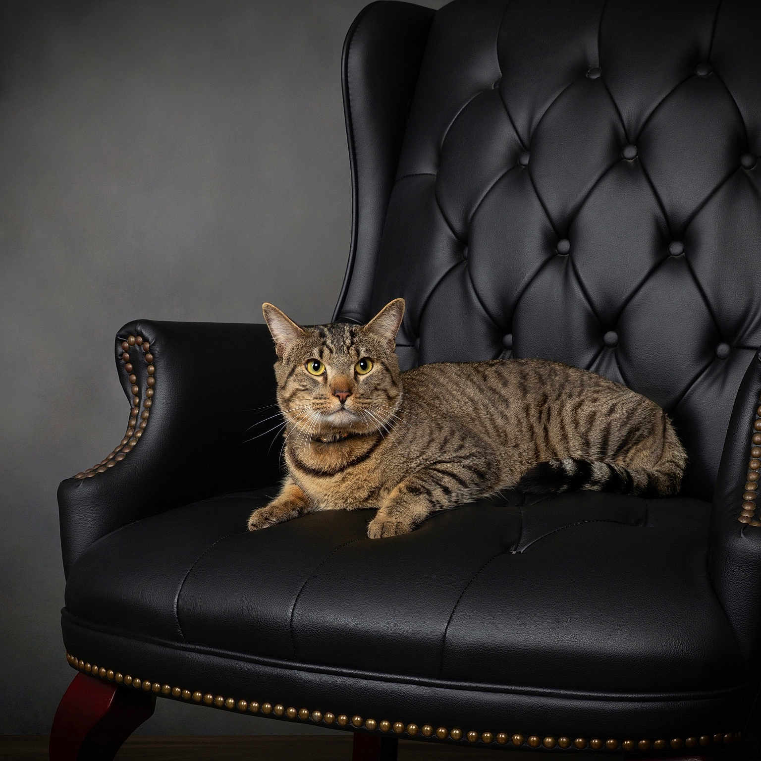 Satoshi is registered to the contest to win money with this photo: animal, calm, cat, ears, eyes, floor, furniture, home, indoor, leather_chair, luxury, pet, portrait, relaxed, resting, seated, striped, studio, tabby_cat, whiskers