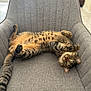 cat, tabby_cat, upside_down, chair, gray_fabric, indoor, pet, feline, playful, relaxed, green_eyes, whiskers, paws, fur, striped, cozy, curious, home, resting, animal