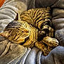 cat, tabby, sleeping, cozy, curled_up, fur, pet, animal, indoor, blanket, soft, relaxed, feline, paw, whiskers, striped, resting, cute, warm_light, comfortable