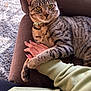 cat, tabby_cat, paw, hand, couch, indoor, pet, animal, feline, striped_fur, relaxed, comfort, companionship, person, sleeve, green_clothing, nail_art, furniture, closeup, domestic_animal