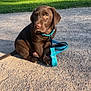 puppy, dog, labrador, chocolate, leash, outside, grass, path, sunlight, nature, pet, young, animal, sitting, cute, collar, brown, outdoor, summer, daytime