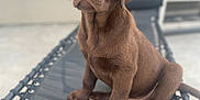 Arés a rejoint le concours — aidez-le/la à gagner de superbes lots ! puppy, dog, labrador, chocolate, pet, animal, outdoor, lounge_chair, cute, young, fur, brown, sitting, portrait, looking_up, domestic_animal, adorable, canine, companion, soft_focus
