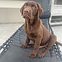 puppy, dog, labrador, chocolate, pet, animal, outdoor, lounge_chair, cute, young, fur, brown, sitting, portrait, looking_up, domestic_animal, adorable, canine, companion, soft_focus