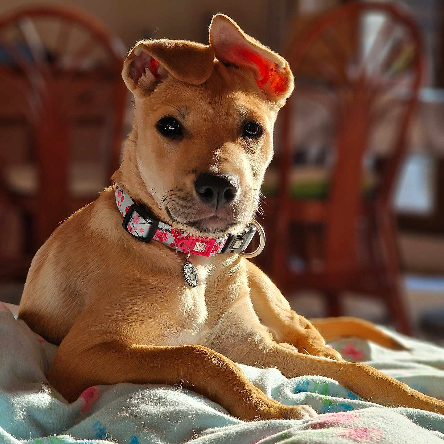 Enéa a rejoint le concours — aidez-le/la à gagner de superbes lots ! animal, attention, background, blanket, canine, collar, cute, dog, ears, focus, fur, indoor, pet, portrait, puppy, relaxed, resting, sunlight, wooden_chair, young