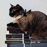 Brontë is registered to the contest to win money with this photo: cat, siamese_cat, pearl_necklace, ribbon, books, stack_of_books, literature, classic_books, indoor, feline, pet, animal, closeup, side_view, brown_fur, black_fur, wall, resting, still_life, quiet