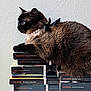cat, siamese_cat, pearl_necklace, ribbon, books, stack_of_books, literature, classic_books, indoor, feline, pet, animal, closeup, side_view, brown_fur, black_fur, wall, resting, still_life, quiet