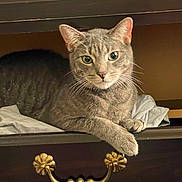 Romeo is registered to the contest to win money with this photo: cat, gray_tabby, drawer, furniture, paw, brass_handle, wood, indoor, pet, curious, resting, closeup, whiskers, ears, eyes, fur, domestic_animal, relaxed, looking_at_camera, household