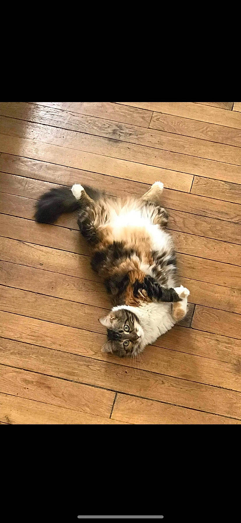 Peach participe au concours pour gagner de l'argent avec cette photo : canidae, carnivore, cat, companion_dog, dog_breed, fawn, felidae, floor, flooring, fur, hardwood, human_leg, paw, plank, small_to_medium_sized_cats, sporting_group, tail, terrestrial_animal, whiskers, wood