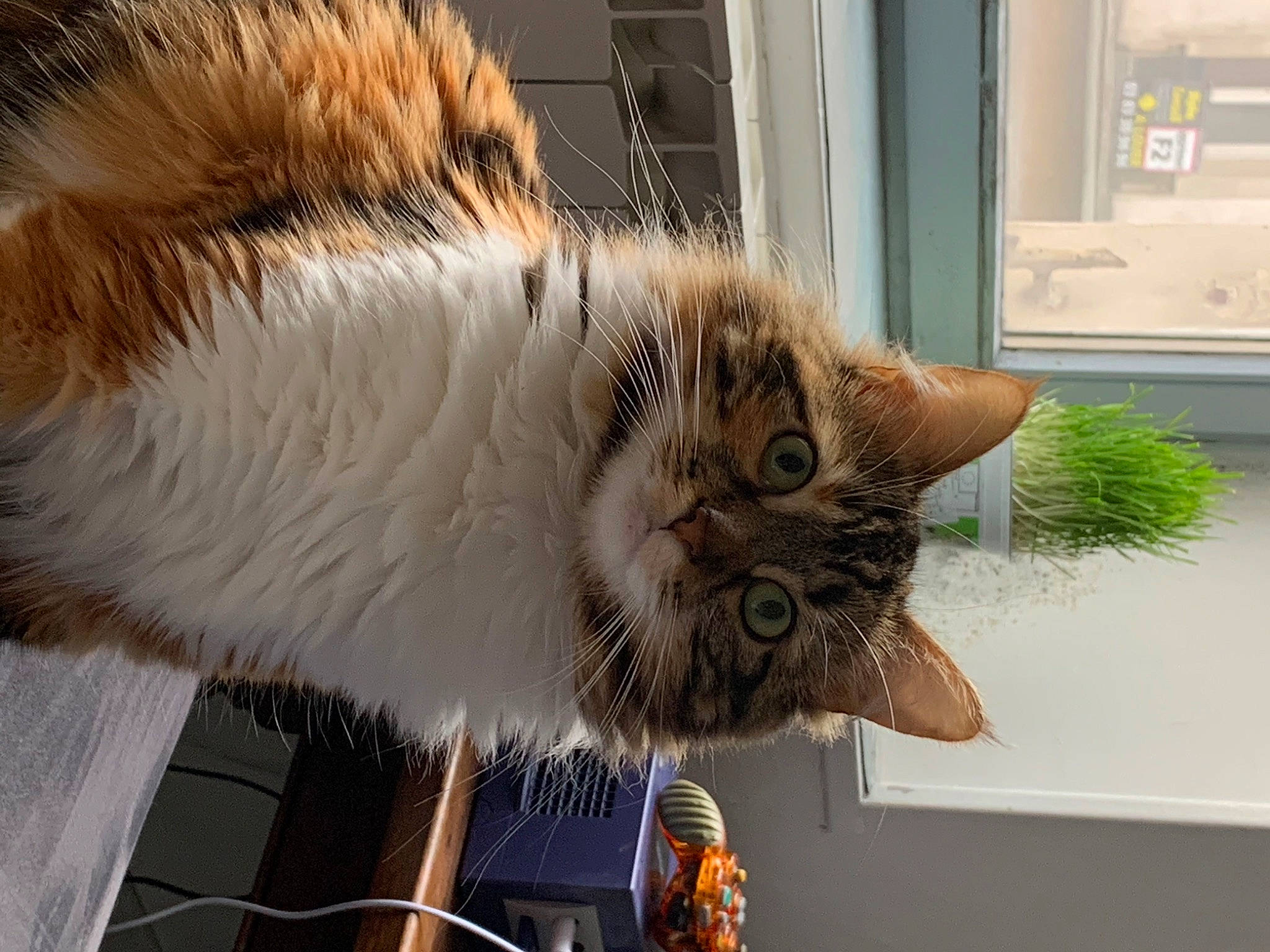 Peach participe au concours pour gagner de l'argent avec cette photo : box, cardboard, carnivore, cat, claw, domestic_short_haired_cat, door, fawn, felidae, fur, paw, plant, small_to_medium_sized_cats, snout, tail, tree, whiskers, window