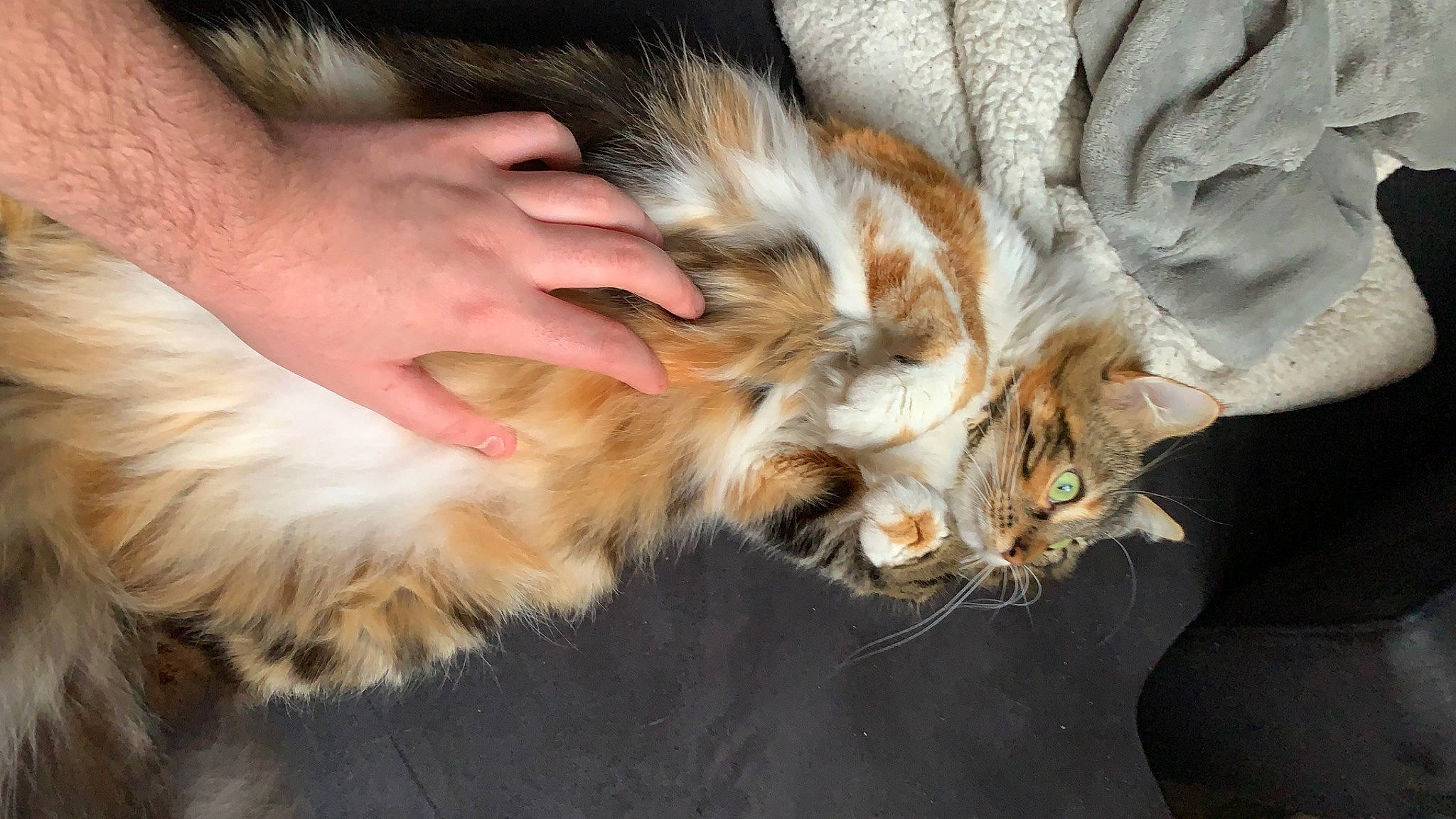 Peach a rejoint le concours — aidez-le/la à gagner de superbes lots ! carnivore, cat, claw, comfort, companion_dog, domestic_short_haired_cat, fawn, felidae, fur, maine_coon, nail, natural_material, paw, small_to_medium_sized_cats, tail, terrestrial_animal, whiskers, wildlife