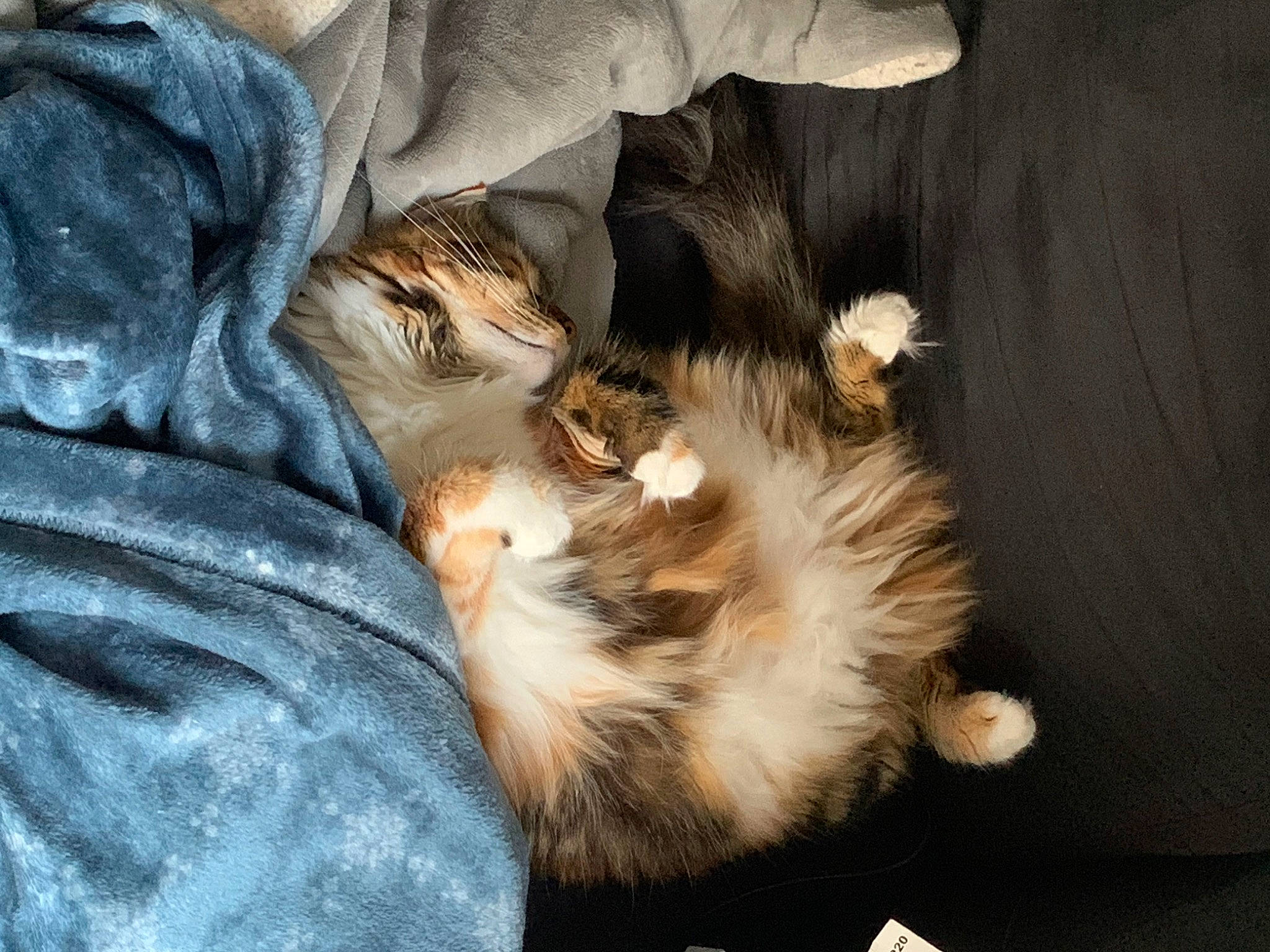 Peach a rejoint le concours — aidez-le/la à gagner de superbes lots ! brown, canidae, carnivore, cat, claw, comfort, companion_dog, dog_breed, domestic_short_haired_cat, fawn, felidae, fur, grey, nap, paw, small_to_medium_sized_cats, sporting_group, tail, whiskers, wood