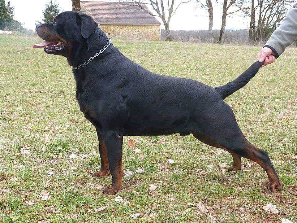 éros participe au concours pour gagner de l'argent avec cette photo : canidae, carnivore, dog, dog_breed, hunting_dog, labrador_retriever, mammal, polish_hunting_dog, rare_breed_dog, rottweiler, sporting_group, vertebrate, working_dog