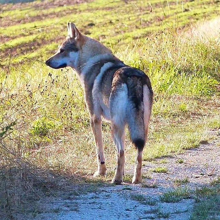 Wanni a rejoint le concours — aidez-le/la à gagner de superbes lots ! canidae, canis, carnivore, coyote, czechoslovakian_wolfdog, dog, dog_breed, fawn, jackal, kunming_wolfdog, mammal, native_american_indian_dog, saarloos_wolfdog, seppala_siberian_sleddog, sulimov_dog, tamaskan_dog, vertebrate, wildlife, wolf, wolfdog
