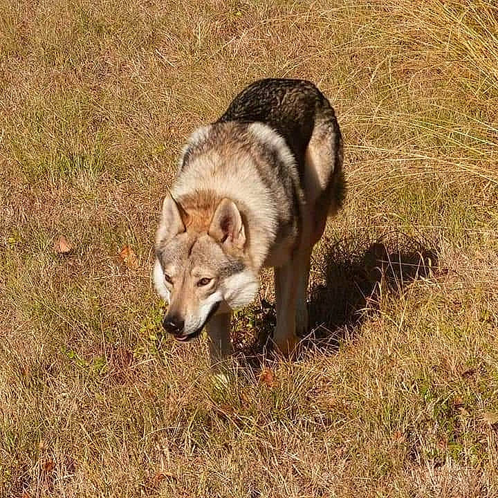 Wanni participe au concours pour gagner de l'argent avec cette photo : alaskan_malamute, canidae, canis, carnivore, czechoslovakian_wolfdog, dog, dog_breed, greenland_dog, mammal, native_american_indian_dog, northern_inuit_dog, saarloos_wolfdog, seppala_siberian_sleddog, siberian_husky, sled_dog, tamaskan_dog, vertebrate, wildlife, wolf, wolfdog