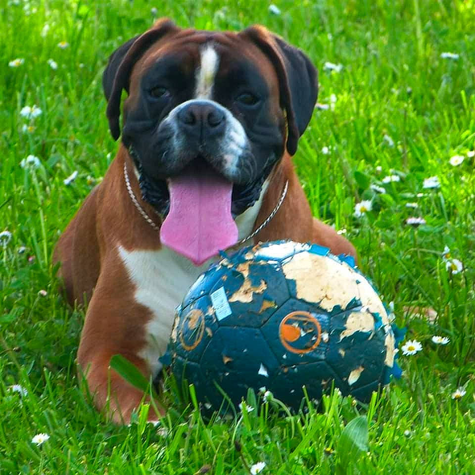 Léna a rejoint le concours — aidez-le/la à gagner de superbes lots ! american_mastiff, boxer, bullmastiff, canidae, carnivore, companion_dog, dog, dog_breed, fawn, grass, mammal, rare_breed_dog, renascence_bulldogge, snout, sporting_group, valley_bulldog, vertebrate