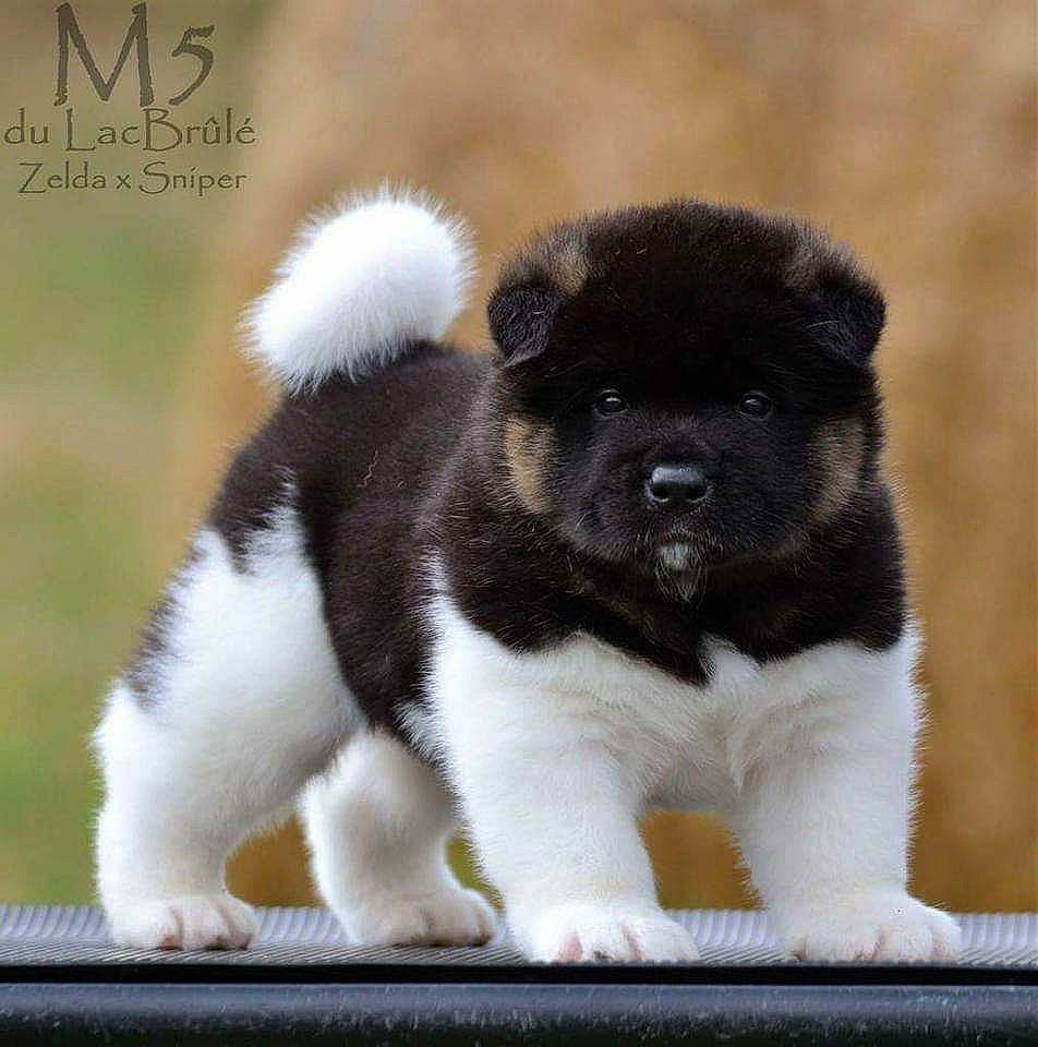 Chance participe au concours pour gagner de l'argent avec cette photo : akita, akita_inu, ancient_dog_breeds, canidae, carnivore, companion_dog, dog, dog_breed, mammal, puppy, rare_breed_dog, vertebrate