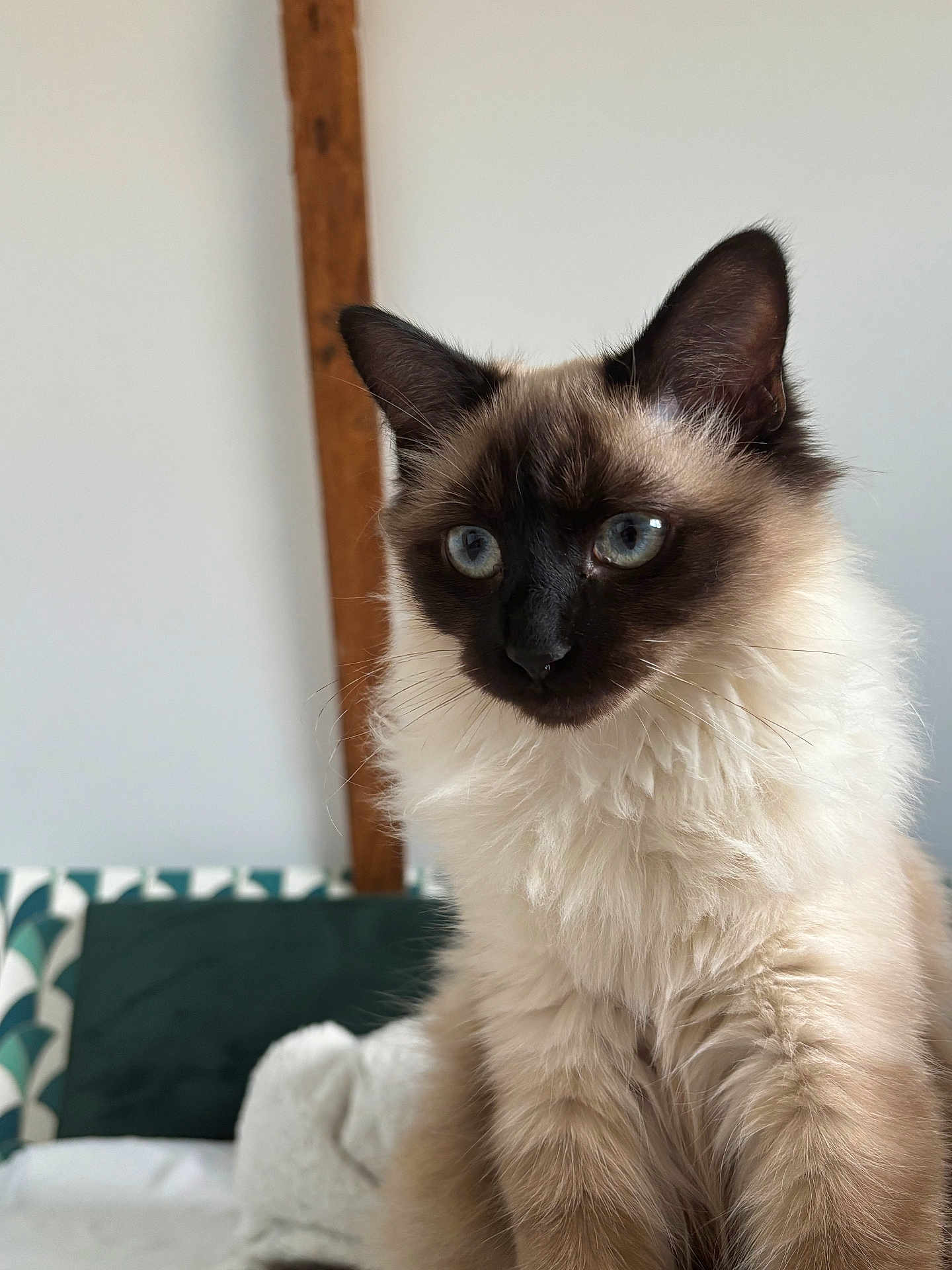 Ava participe au concours pour gagner de l'argent avec cette photo : cat, siamese_cat, blue_eyes, fluffy, indoor, pet, feline, close_up, portrait, animal, whiskers, fur, sitting, looking, bed, cushion, decor, wood, wall, cozy