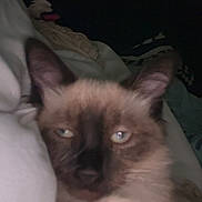 Ava a rejoint le concours — aidez-le/la à gagner de superbes lots ! cat, siamese_cat, close_up, sleepy, indoor, blanket, bed, fur, ears, whiskers, animal, pet, feline, resting, dim_light, cozy, home, cute, portrait, relaxed