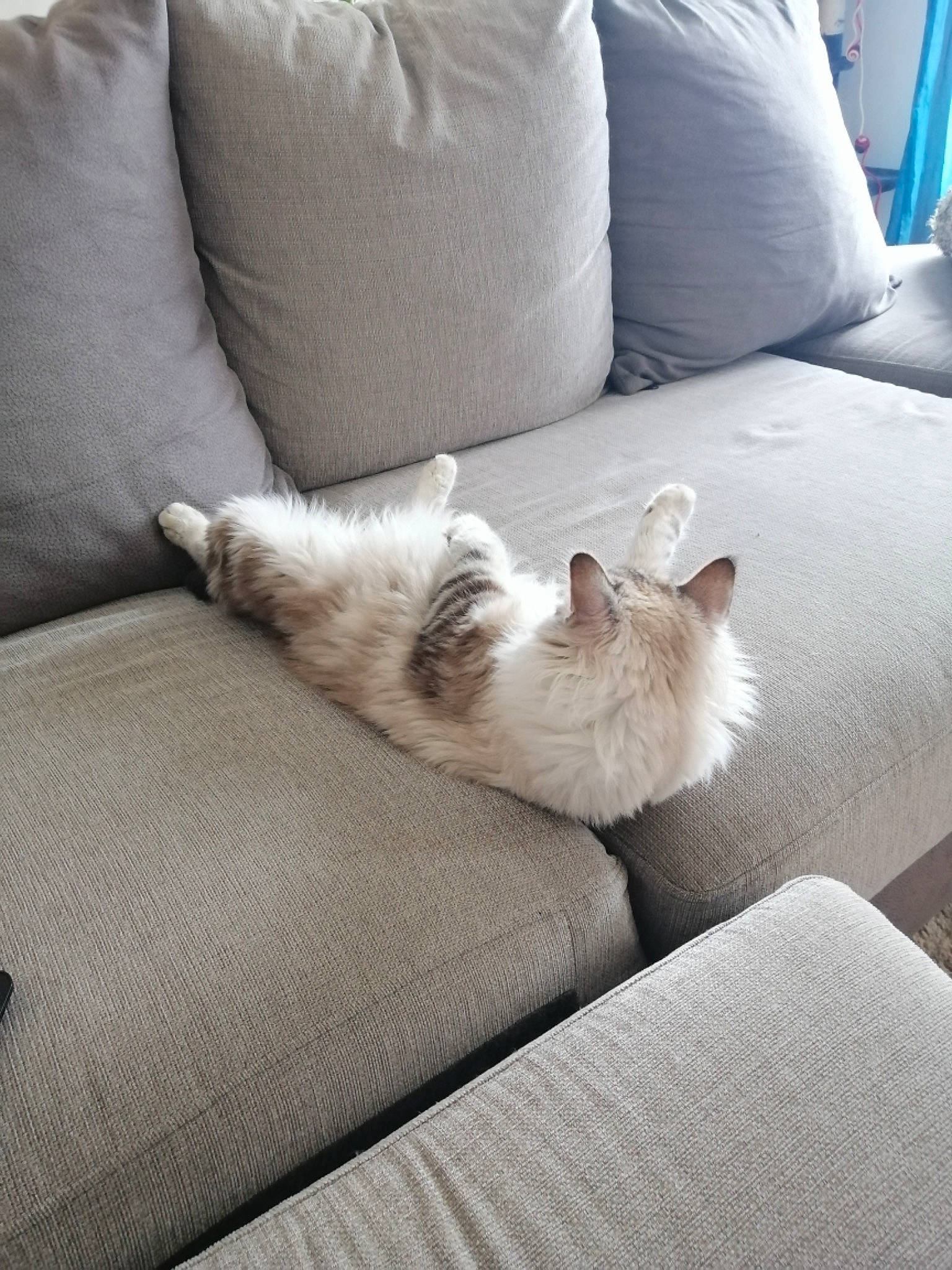 Calie a rejoint le concours — aidez-le/la à gagner de superbes lots ! bedding, carnivore, cat, comfort, companion_dog, couch, fawn, felidae, flooring, fur, furniture, grey, hardwood, linens, small_to_medium_sized_cats, tail, textile, whiskers, white, wood