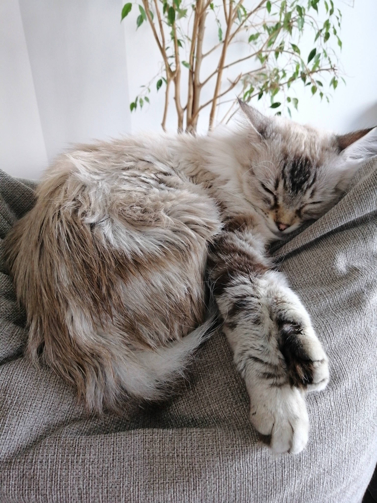 Calie participe au concours pour gagner de l'argent avec cette photo : carnivore, cat, claw, comfort, domestic_short_haired_cat, fawn, felidae, fur, grey, mammal, nap, paw, sleep, small_to_medium_sized_cats, snout, tail, terrestrial_animal, vertebrate, whiskers