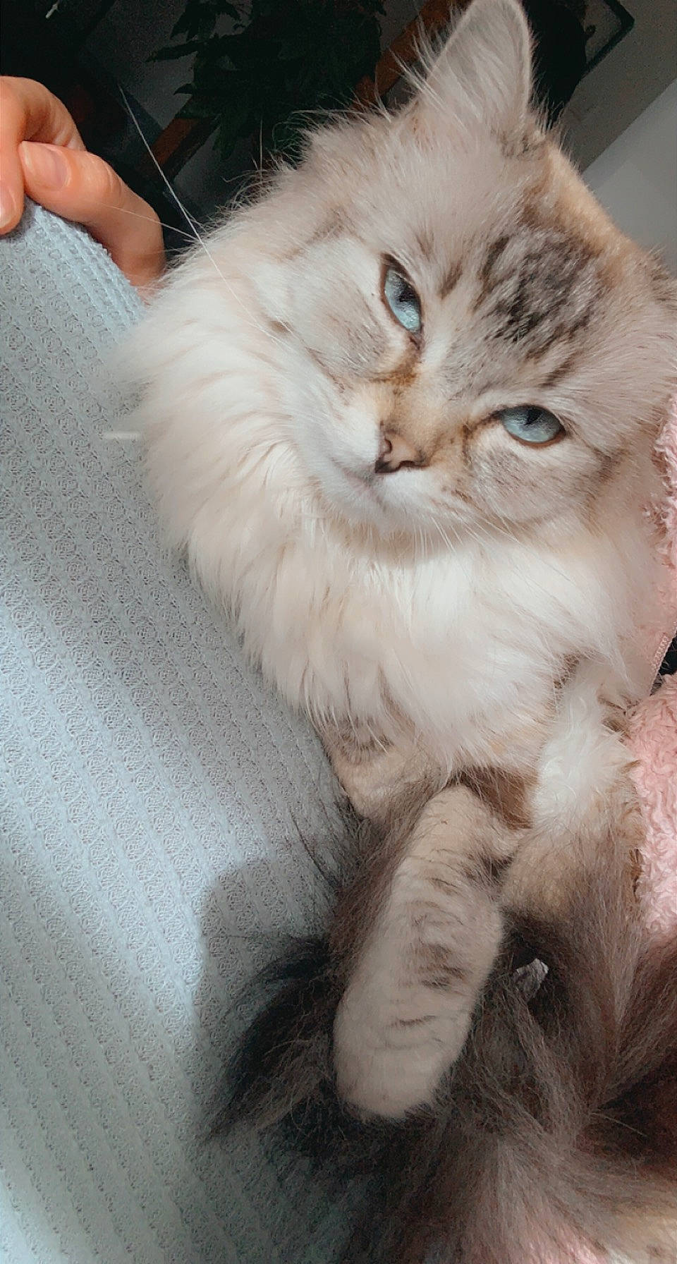 Calie a rejoint le concours — aidez-le/la à gagner de superbes lots ! british_longhair, carnivore, cat, chair, claw, comfort, ear, fawn, felidae, fur, gesture, paw, persian, ragdoll, small_to_medium_sized_cats, snout, tail, whiskers