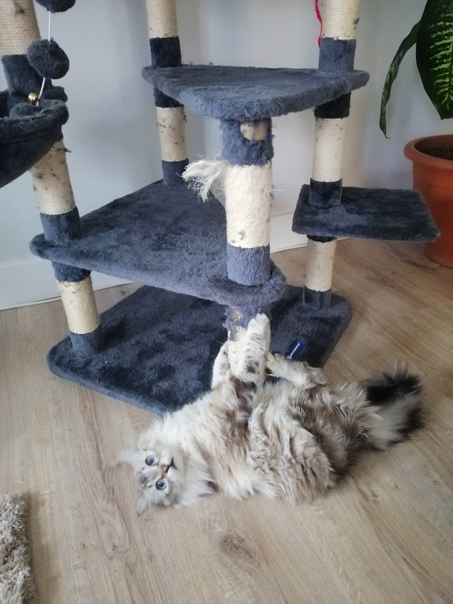 Calie a rejoint le concours — aidez-le/la à gagner de superbes lots ! art, carnivore, companion_dog, felidae, floor, flooring, flowerpot, hardwood, houseplant, laminate_flooring, machine, plant, room, small_to_medium_sized_cats, table, tail, whiskers, wood, wood_flooring, wood_stain