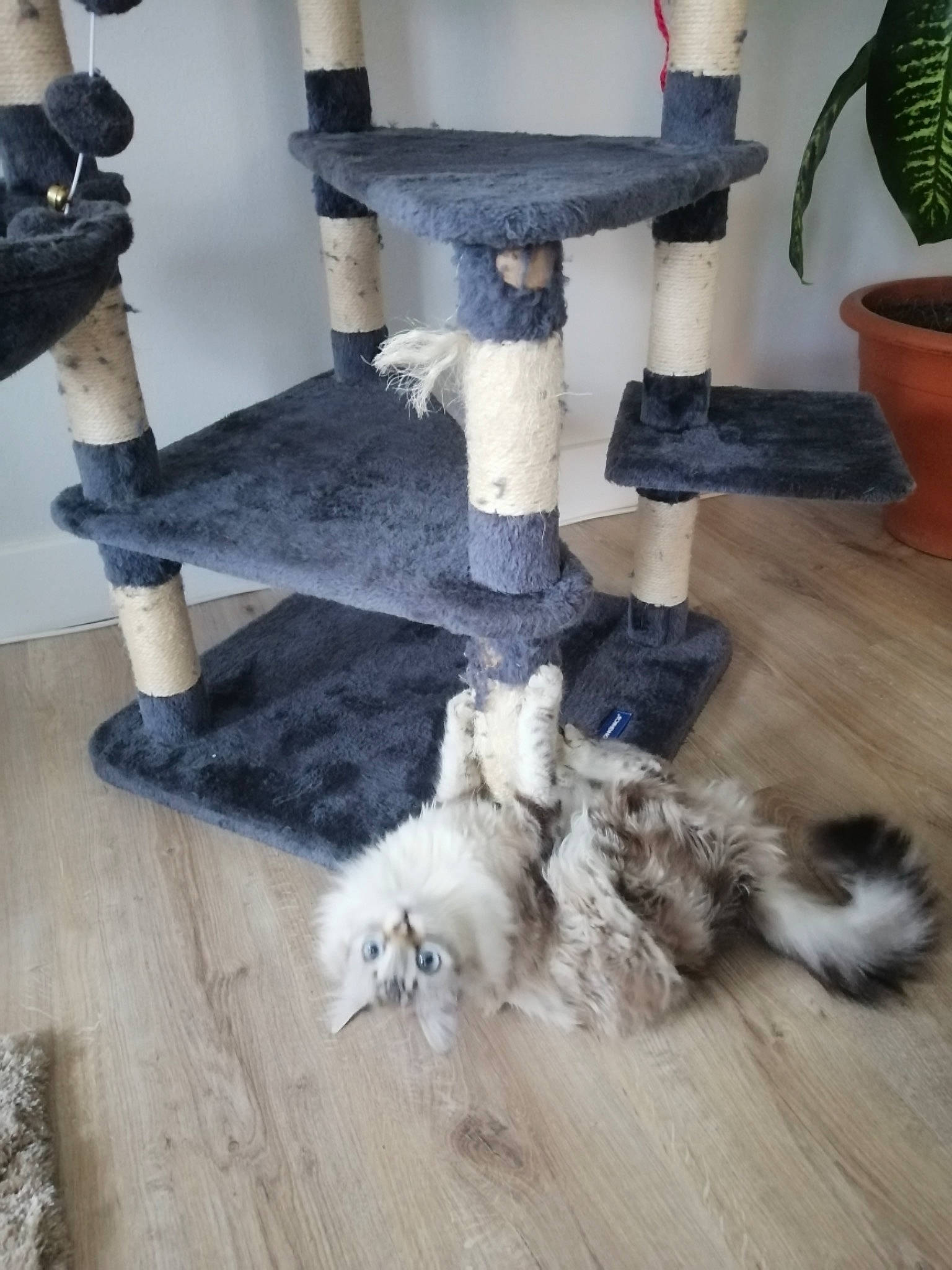 Calie participe au concours pour gagner de l'argent avec cette photo : companion_dog, dog_breed, felidae, floor, flooring, flowerpot, fur, hardwood, houseplant, laminate_flooring, machine, plant, small_to_medium_sized_cats, table, tail, whiskers, white, wood, wood_flooring, wood_stain