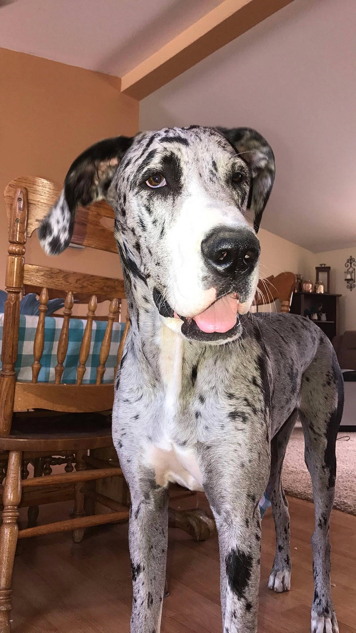 Duchess is registered to the contest to win money with this photo: canidae, carnivore, chair, collar, companion_dog, dog, dog_breed, fawn, fur, great_dane, guard_dog, hardwood, lamp, non_sporting_group, outdoor_furniture, picture_frame, snout, sporting_group, working_animal, working_dog