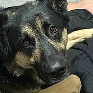 Shep is registered to the contest to win money with this photo: dog, german_shepherd, pet, animal, close_up, fur, ears, eyes, lying_down, blanket, indoor, portrait, canine, muzzle, snout, paw, resting, face, companion, domestic_animal
