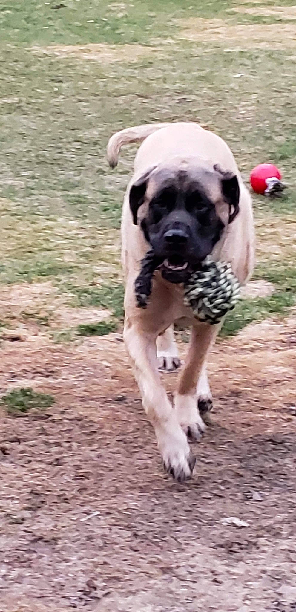 Cecil is registered to the contest to win money with this photo: ancient_dog_breeds, biting, carnivore, collar, companion_dog, dog, dog_breed, dog_collar, dog_supply, fawn, grass, pet_supply, plant, soil, sporting_group, tail, terrestrial_animal, working_animal, working_dog, wrinkle