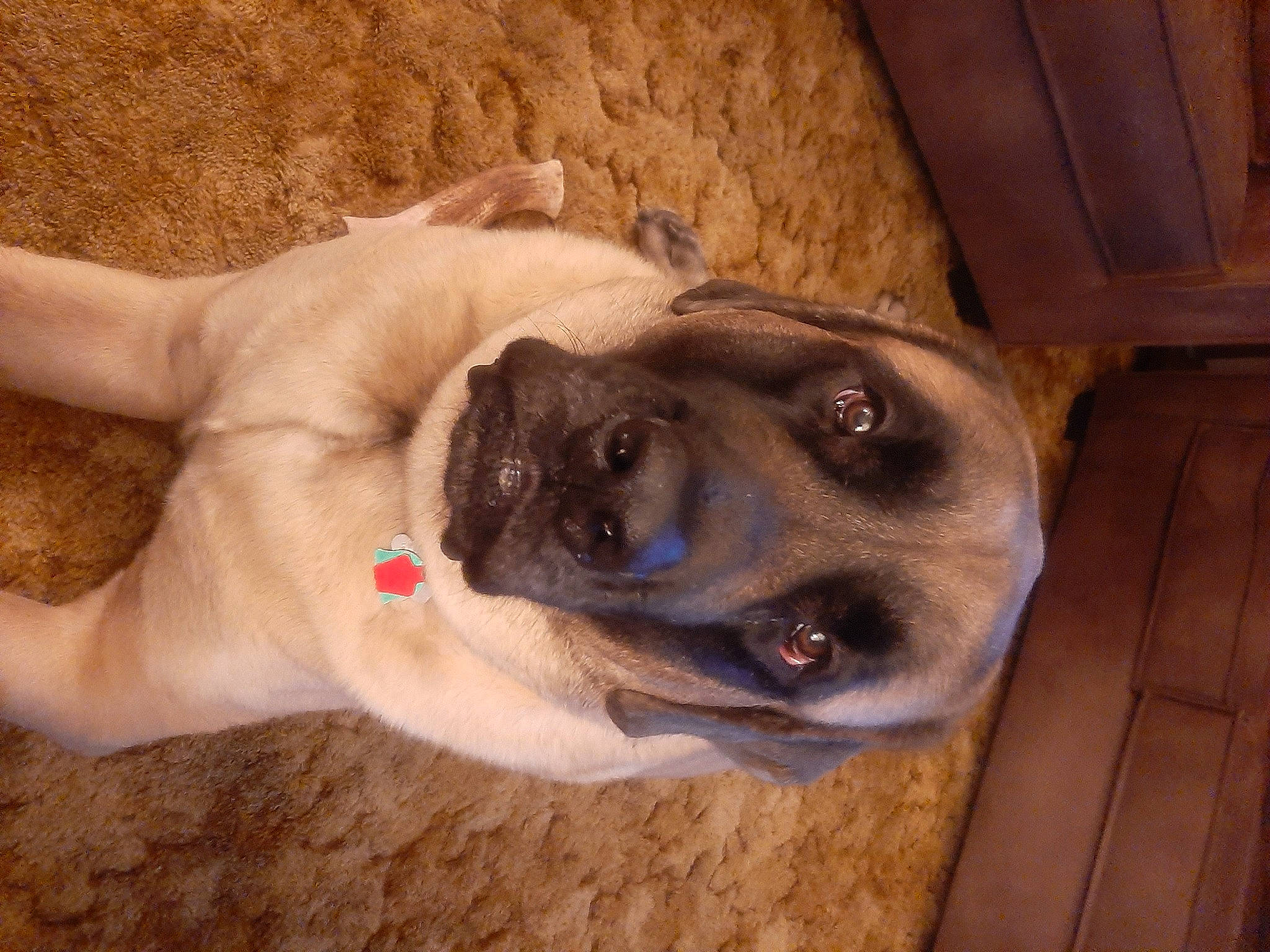 Cecil is registered to the contest to win money with this photo: canidae, carnivore, collar, companion_dog, dog, dog_breed, dog_collar, ear, fawn, foot, hardwood, jaw, paw, pet_supply, snout, sporting_group, whiskers, wood, working_animal, wrinkle