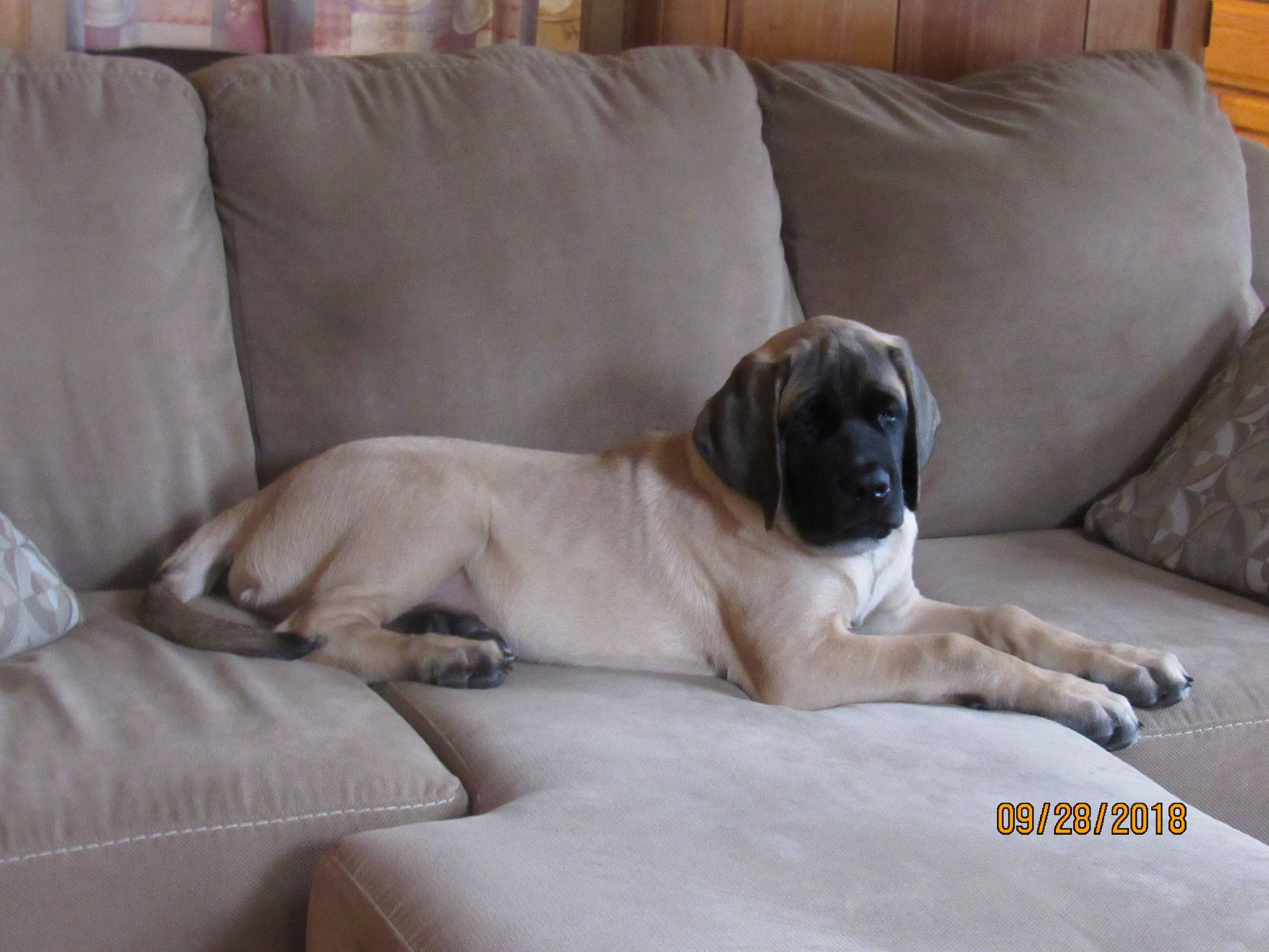 Cecil joined the competition — help win amazing prizes! american_mastiff, anatolian_shepherd_dog, boerboel, bullmastiff, canidae, carnivore, companion_dog, dog, dog_breed, english_mastiff, fawn, fila_brasileiro, great_dane, guard_dog, mammal, molosser, rare_breed_dog, sporting_group, vertebrate