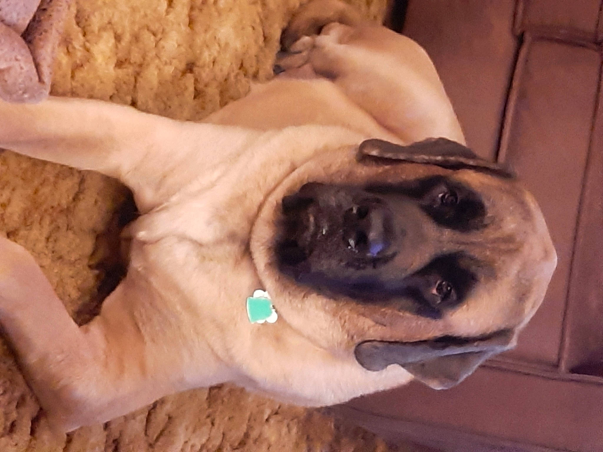 Cecil joined the competition — help win amazing prizes! canidae, carnivore, companion_dog, dog, dog_breed, dog_collar, dog_toy, door, fawn, fur, non_sporting_group, paw, pet_supply, pug, snout, sporting_group, sunglasses, whiskers, working_animal, wrinkle