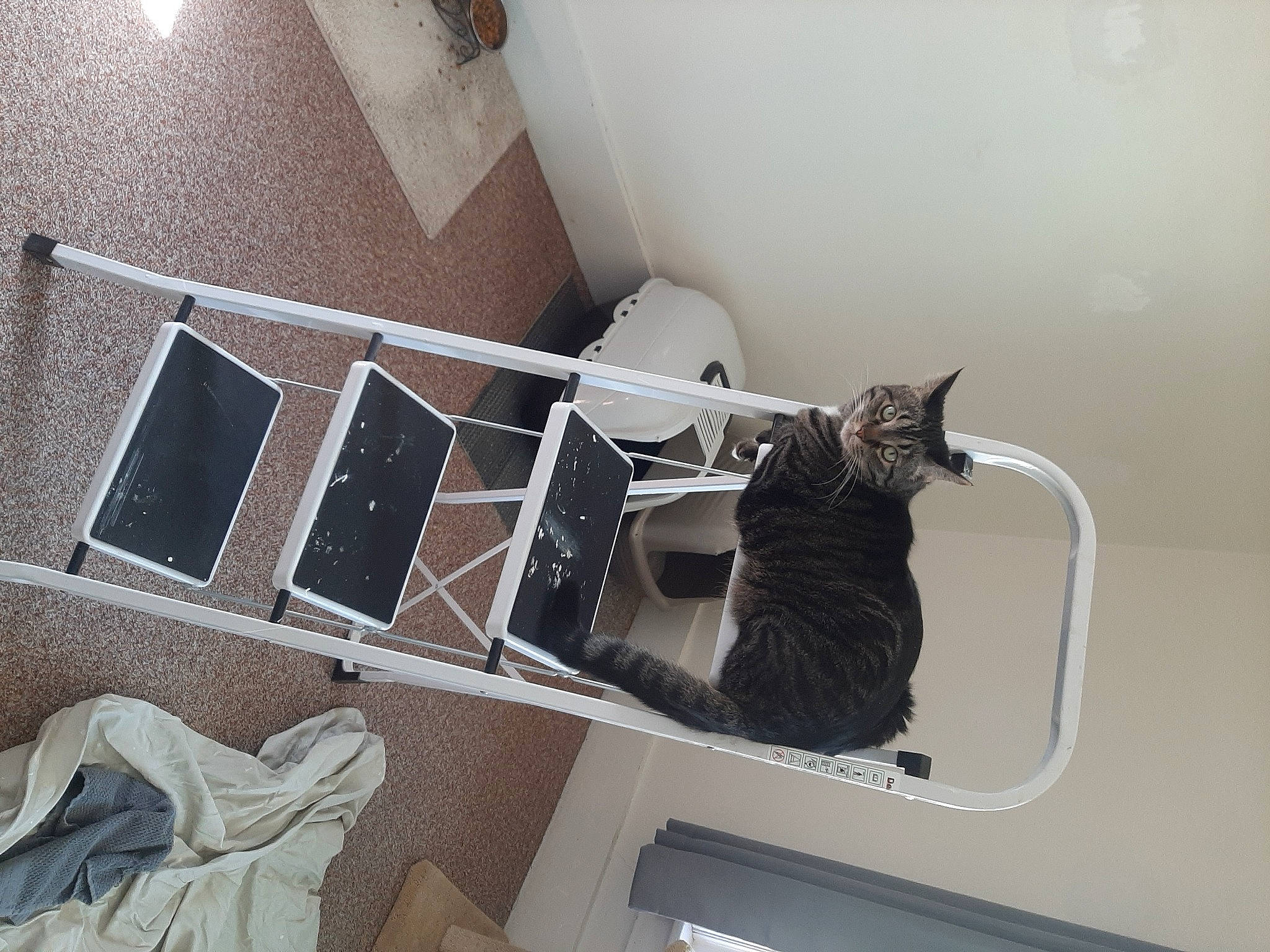 Elliott joined the competition — help win amazing prizes! carnivore, cat, ceiling, comfort, felidae, floor, flooring, fur, grey, hardwood, house, linens, metal, room, shelf, shelving, small_to_medium_sized_cats, tail, whiskers, wood