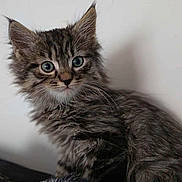 Locky participe au concours pour gagner de l'argent avec cette photo : animal, blanket, cat, closeup, curious, cute, ears, eyes, feline, fluffy, fur, indoor, kitten, pet, portrait, sitting, soft, tabby, whiskers, young