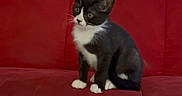 Bébé Chat participe au concours pour gagner de l'argent avec cette photo : cat, kitten, tuxedo_cat, red_couch, indoor, pet, animal, feline, curious, sitting, young_cat, fur, whiskers, ears, paws, home, cozy, furniture, cute, portrait