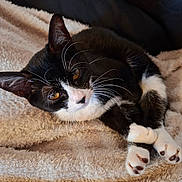 Bébé Chat a rejoint le concours — aidez-le/la à gagner de superbes lots ! cat, tuxedo_cat, black_and_white, whiskers, amber_eyes, paws, crossed_paws, fur, pet, animal, domestic_cat, resting, blanket, soft_texture, indoor, cute, relaxed, close_up, feline, cozy
