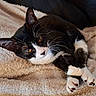 cat, tuxedo_cat, black_and_white, whiskers, amber_eyes, paws, crossed_paws, fur, pet, animal, domestic_cat, resting, blanket, soft_texture, indoor, cute, relaxed, close_up, feline, cozy