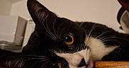 Bébé Chat a rejoint le concours — aidez-le/la à gagner de superbes lots ! animal, black_and_white, cat, close_up, curious, domestic_cat, ear, eye, face, feline, fur, indoor, lying_down, nose, pet, portrait, relaxed, tuxedo_cat, whiskers, wooden_surface