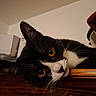 Bébé Chat a rejoint le concours — aidez-le/la à gagner de superbes lots ! cat, tuxedo_cat, indoor, close_up, wooden_surface, pet, animal, whiskers, curious, eye, feline, black_and_white, relaxed, face, nose, ear, fur, domestic_cat, portrait, lying_down
