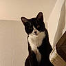 Bébé Chat a rejoint le concours — aidez-le/la à gagner de superbes lots ! cat, tuxedo_cat, black_and_white, pet, indoor, wall, curious, looking_down, shadow, fur, whiskers, ears, animal, feline, domestic_cat, portrait, texture, high_angle, close_up, quiet