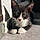 Bébé Chat