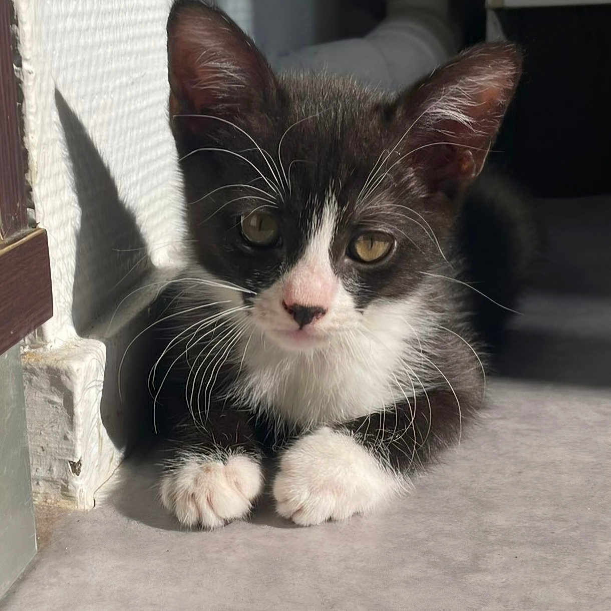 Bébé Chat a rejoint le concours — aidez-le/la à gagner de superbes lots ! kitten, cat, black_and_white, whiskers, sunlight, shadow, floor, indoor, pet, animal, cute, young, feline, resting, curious, ears, paws, closeup, portrait, domestic_cat