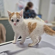 Akyo participe au concours pour gagner de l'argent avec cette photo : cat, kitten, ginger_cat, white_cat, animal, pet, feline, standing, wide_eyed, portrait, indoor, tabletop, home, blurred_background, shallow_depth_of_field, fur, whiskers, ears, tail, cute