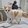 cat, kitten, ginger_cat, white_cat, animal, pet, feline, standing, wide_eyed, portrait, indoor, tabletop, home, blurred_background, shallow_depth_of_field, fur, whiskers, ears, tail, cute