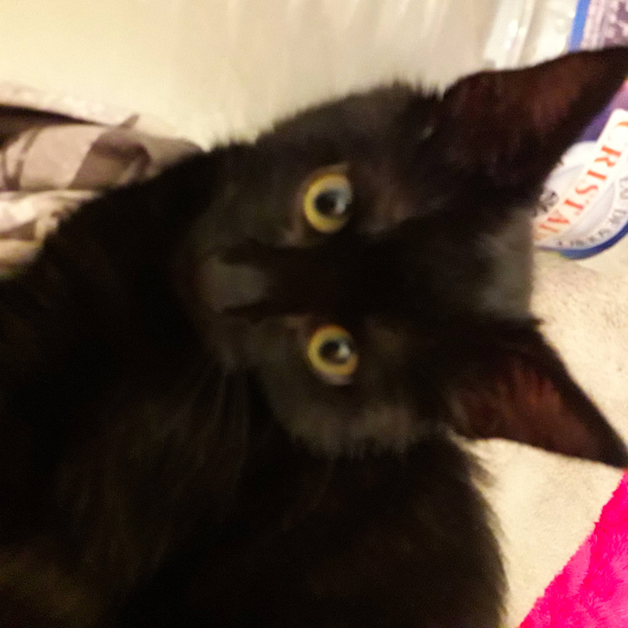 Bastet participe au concours pour gagner de l'argent avec cette photo : black, black_cat, bombay, carnivore, cat, domestic_long_haired_cat, domestic_short_haired_cat, eye, felidae, fur, iris, kitten, korat, mammal, nebelung, persian, small_to_medium_sized_cats, snout, vertebrate, whiskers